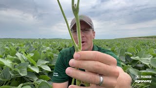 Late July Soybean Scouting [upl. by Oraneg204]