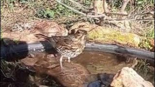 el precioso canto del quotzorzal comúnquot  singing thrush sonido bebedero de campo [upl. by Ettelloc]