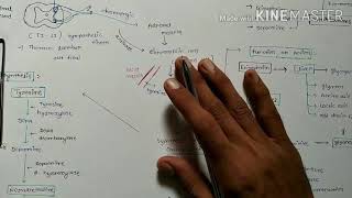 Adrenal MedullaCatecholamines Hormone [upl. by Knick]