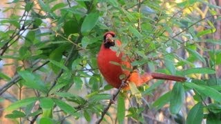 Northern Cardinal Calling  4 different calls [upl. by Atiuqad]