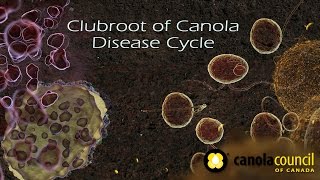 Clubroot of Canola Disease Cycle [upl. by Fronniah265]