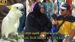 Lalukhet Exotic Birds and Parrots Market 482024 Karachi  Unique and Rare Hen and Rooster [upl. by Zeitler320]