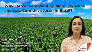 Why Farmers are Planting More Soybeans and Less Corn this Season in Brazil [upl. by Raffaj417]