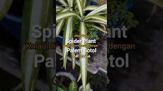 Kolaborasi bibit spider plan lili paris dan pohon palem botol dokumentasi taman berkebun [upl. by Eellehs]