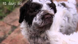 Brown Roan Lagotto  from puppy to adult [upl. by Trini]