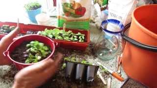 How to Make Cilantro and Basil Windowsill Herb Pots Transplants  MFG 2014 [upl. by Darsie]