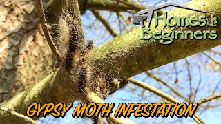 Gypsy moths What do the eggs look like and how to stop them from hatching [upl. by Salsbury722]