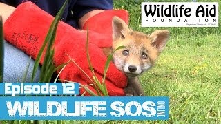 Wildlife SOS Online  Episode 12 [upl. by Zehcnas155]