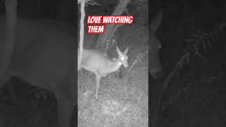 Night vision huntingseason outdoors [upl. by Tyrone958]