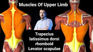 Muscles Of Upper Limb part 2  Trpezius Latissimus dorsi Levator scapulae amp Rhomboid dentistry [upl. by Mani]