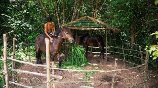 Take Care Of A Horse and Feed A Horse under roof thatched hut [upl. by Donnell]