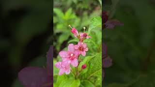 Korean weigela 붉은병꽃나무전설nature flower wildlife  붉은병꽃나무587 [upl. by Fulmer]