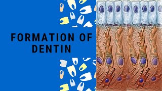 Dentin Formation  Dentinogenesis  Dentin Pulp Complex Session 3 [upl. by Pfeffer785]