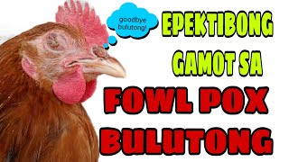 FOWL POX TREATMENT  BULUTONG NG MANOK  EPEKTIBONG GAMOT PARA DITOchickenloverboychickenfarming [upl. by Ottavia46]