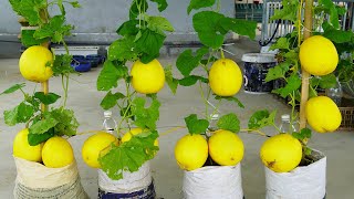 Growing Cantaloupes In Bags Produces Lots Of Fruit And Is Juicy [upl. by Mena327]