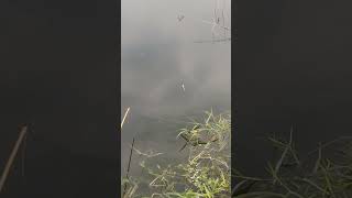 The best way to hook fishing in the pond Part776 fishing shorts [upl. by Pacian764]