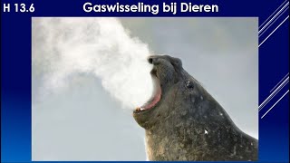 KG 136 Gaswisseling bij Dieren [upl. by Aholah]