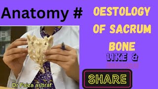 sacrum anatomy  anatomy of sacrum bone  sacrum features and attachments Anatomywithdrfaiza [upl. by Ygief]