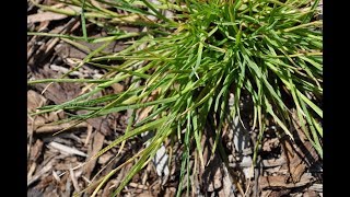 Weed Control For Planter Beds  Pre amp Postemergent Herbicides [upl. by Boleyn]