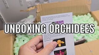 Je déballe mes nouvelles plantes  Unboxing dorchidées de chez Orchideen Lucke et de Faria Orchids [upl. by Roz526]