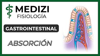 Clase 54 Fisiología Gastrointestinal  Absorción en el tubo digestivo IGdoctorpaiva [upl. by Orozco]