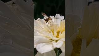 HoverflyFlower fly pollinating a mum plant [upl. by Hanimay]