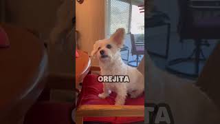 Perro reacciona al escuchar sus palabras favoritas [upl. by Pollerd]