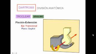 1 Generalidades de articulaciones [upl. by Assej713]