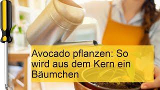 Avocado pflanzen Wie der Kern zum Bäumchen wird [upl. by Alsworth]