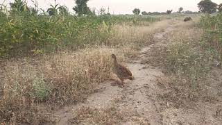 pheasant bird beautiful voice sound [upl. by Juanita]