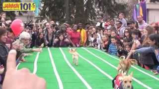 Jammin 1015 Presents the 3rd Annual Chihuahua Races [upl. by Litton243]