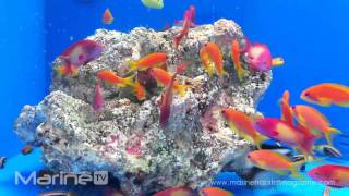 Pseudanthias squamipinnis  Anthias [upl. by Gustie]