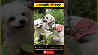 Emotional Story of Monkey amp Dogs 😭 bhuter cartoon bangla TBMShortStory shorts monkey [upl. by Voe77]