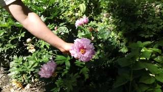 Intersectional Peonies at Cricket Hill Garden [upl. by Emsoc]