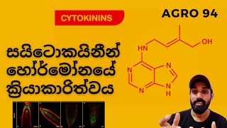 11සයිටොකයිනීන් හෝර්මෝන Cytokinin Hormone [upl. by Callista]