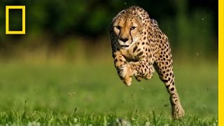 Greg Wilson Cheetahs on the Run  Nat Geo Live [upl. by Etteniuqna]