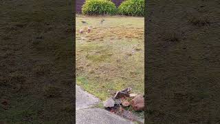 Rosellas playing in the rain 🌧 youtubeshorts birds tasmania cute nature olib774 [upl. by Eneres783]