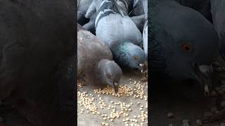 Birds Feeding ASMR pigeon birds shorts [upl. by Linnea971]