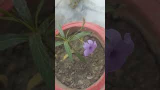 ruellia tuberosa purple singelflawer plants begnners friendly akele hai shorts shortvideo [upl. by Arikal]