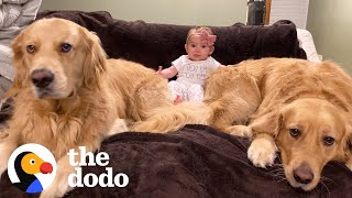 Dog Brothers Claim Newborn Baby Sister As Their Own  The Dodo [upl. by Bastian]