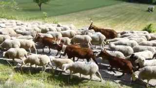 Transhumance provencale [upl. by Walburga]