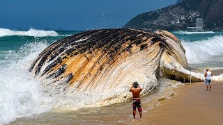 Les 7 créatures marines les plus grande du monde [upl. by Anirav888]