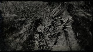 Oleander Sage Plant Location  Red Dead Redemption 2 RDR2 Herbs [upl. by Quill]