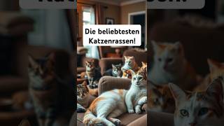 Die beliebtesten Katzenrassen cats catlover catslovers facts fakten katzenrassen katze [upl. by Pierson637]