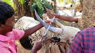 கொம்பு சீவியாச்சு ராவணன் 20Jallikattu Kalai Kombu😍❤️ [upl. by Ardnoet]