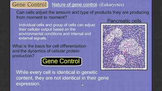 Gene Control Part 1 Eukaryotes [upl. by Dabbs575]