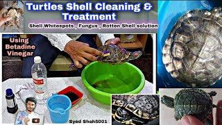 TURTLES shell Cleaning amp Treatment  Shell Rot  Whitespots or Fungus on shell Turtles Tortoise [upl. by Adniles]