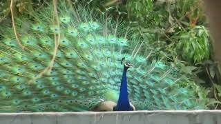 Magnificent Peacock Dance  Peacock Voice [upl. by Newsom121]