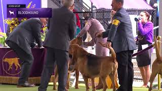 Bloodhounds  Breed Judging 2024 [upl. by Lynn]