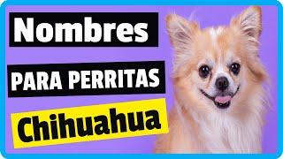 ✅ Nombres Para Perritas Chihuahua ¡¡ MUY ORIGINALES  ✅ [upl. by Uwton]